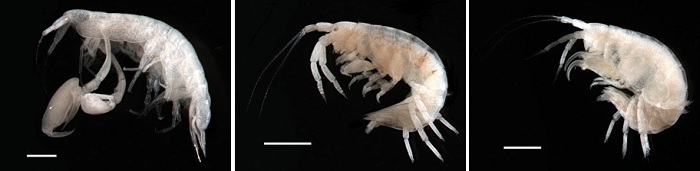 独島で国内未記録生物3種と独島未記録の124種など合計594種の棲息が確認された。写真は左からタンゲヨコエビ・イッケヒゲナガヨコエビ・ニセヒゲナガヨコエビ