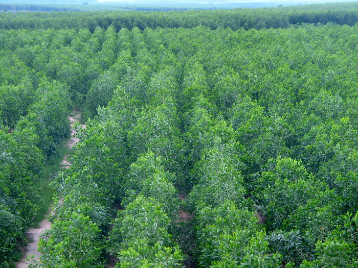 Vietnam_acacia_1.jpg