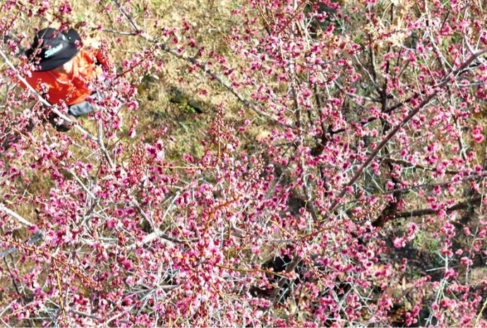 紅梅の花