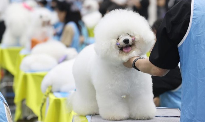 韓国、全国愛犬美容コンテスト