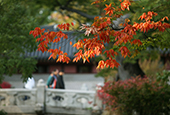 「韓国の秋、都心でも楽しみましょう」