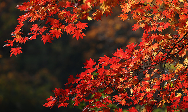 ２０１７年の紅葉情報