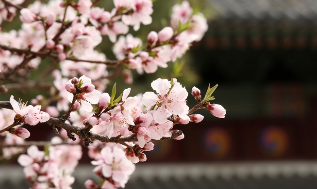 今年の桜の開花時期