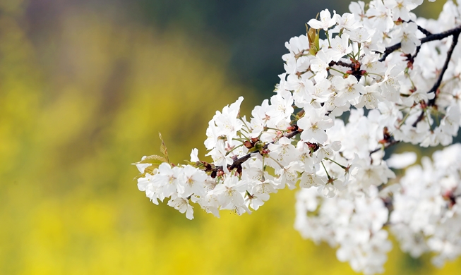 もう春！ 花はいつ咲くの？