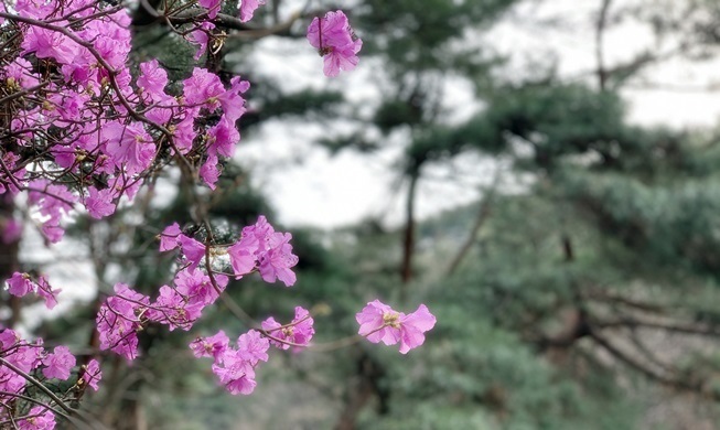 韓国の山で楽しめる春の花