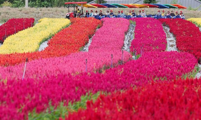 秋の花が満開「孤石亭花畑」