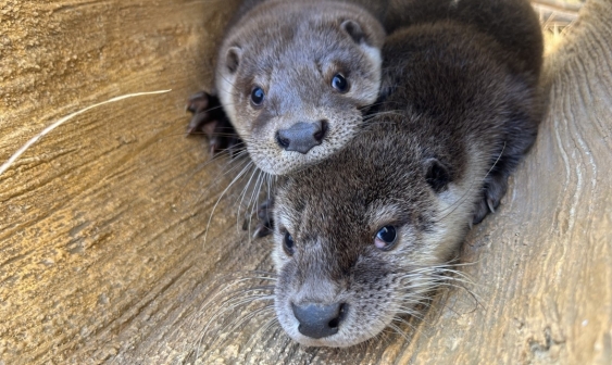 [動物と共に生きる] ① 動物政策の方向転換
