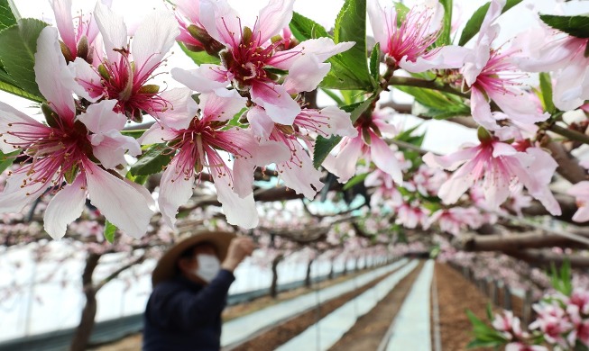 春を告げる桃の花