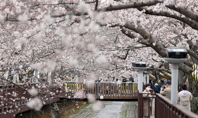 桜が満開になった鎮海