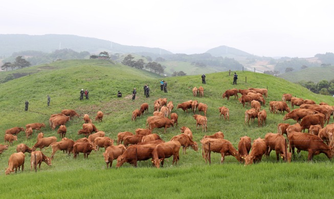 【写真で見る韓国】緑の草原に牛の群れ