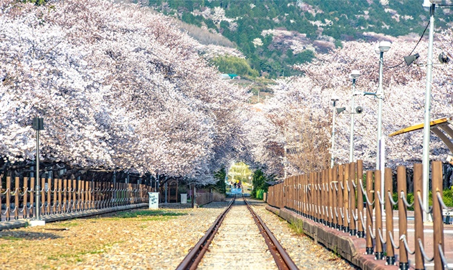 フォーブスが選んだ韓国の桜スポット５カ所
