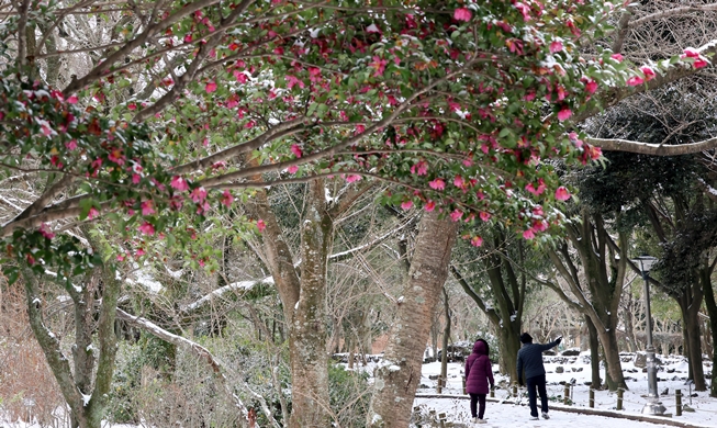 雪が積もった済州樹木園