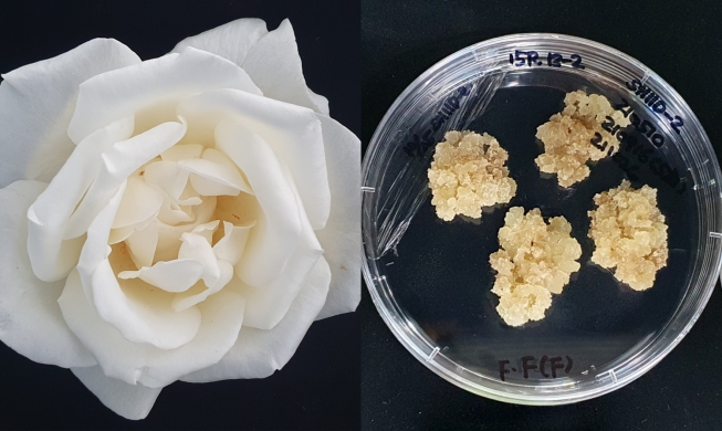 バラの香りそのままに　植物幹細胞の誘導技術を開発