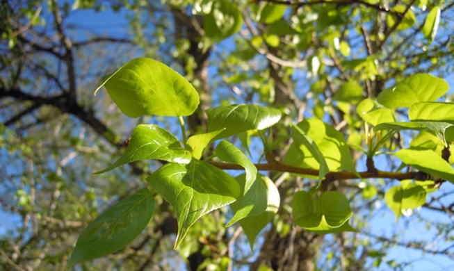 自ら温度を調節する新素材、韓国で開発