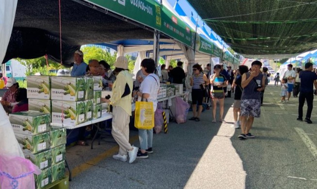 洪川で１７日から「もちトウモロコシ祭り」開催