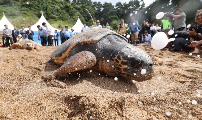 ウミガメ、海へ帰る