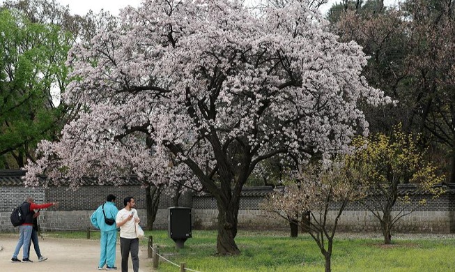 桜を楽しむ外国人観光客
