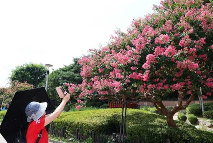 鮮やかに色づくサルスベリの花