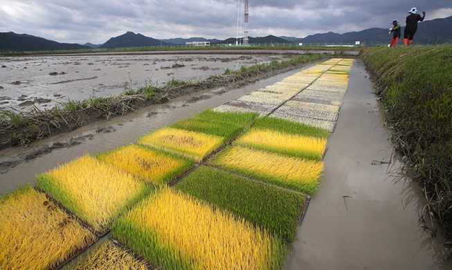 【写真で見る韓国】忙しくなる農村