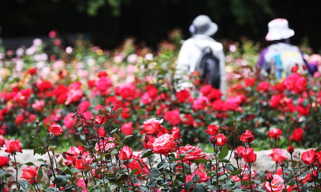 【写真で見る韓国】５月はバラの季節