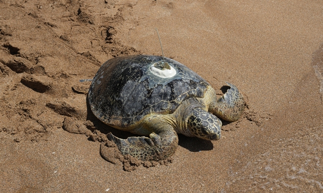 済州島、１３匹のウミガメを海に放流