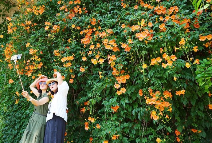 夏の花