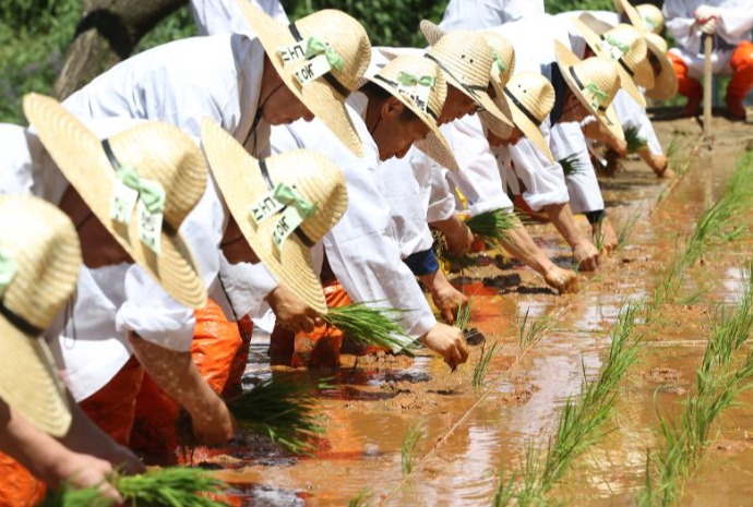 伝統方式の田植え