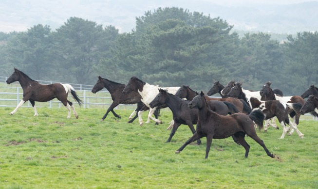 韓国人の体型に最適化した「ＲＤＡ乗用馬」