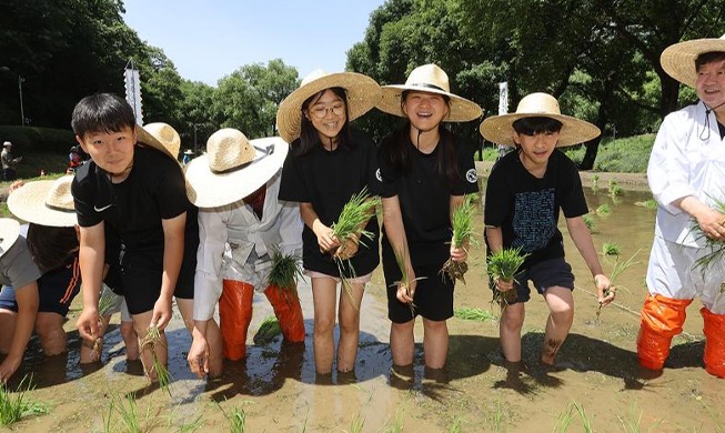 田植え作業