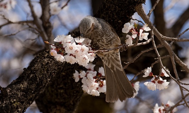 今年の桜の開花はいつ頃？　済州３月２１日・ソウル４月２日
