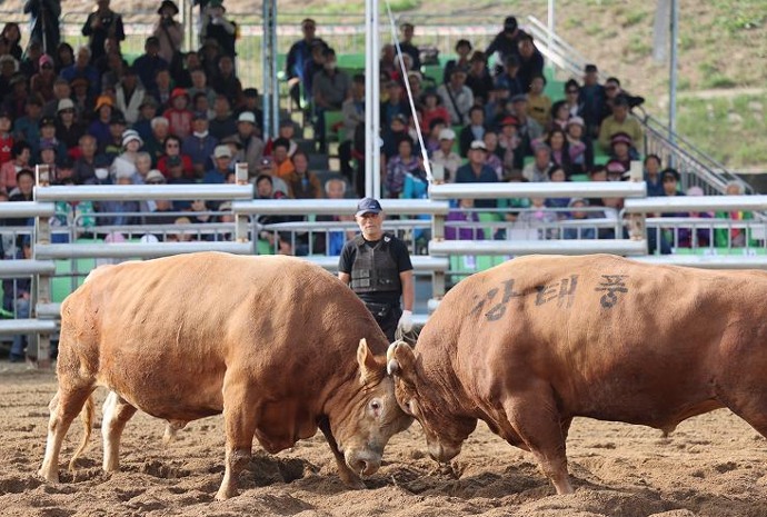 牛が強さを競う闘牛大会