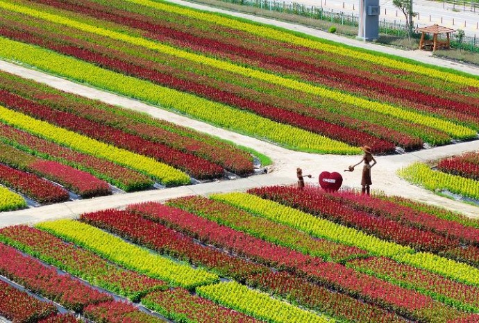 色とりどりの花畑