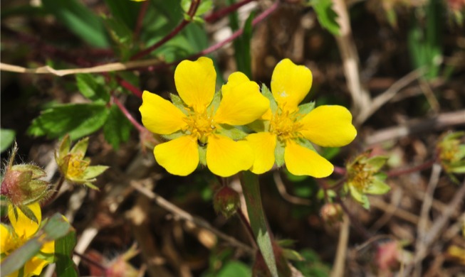 韓国の生物、６万２６０４種確認