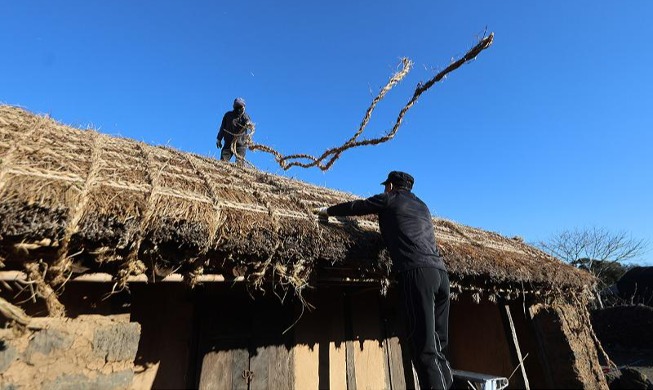 新年を迎え、済州島で茅葺き屋根の葺き替え