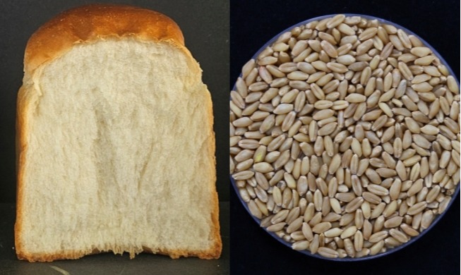 年４回収穫可能な製パン用小麦を開発