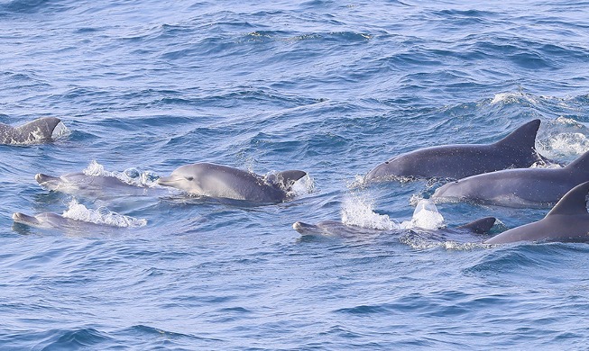 済州島の沖で泳ぐミナミハンドウイルカの群れ