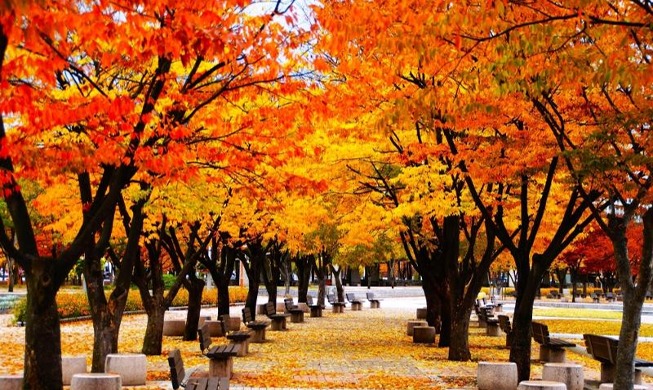 紅葉の季節　ソウルは１１月が見ごろ