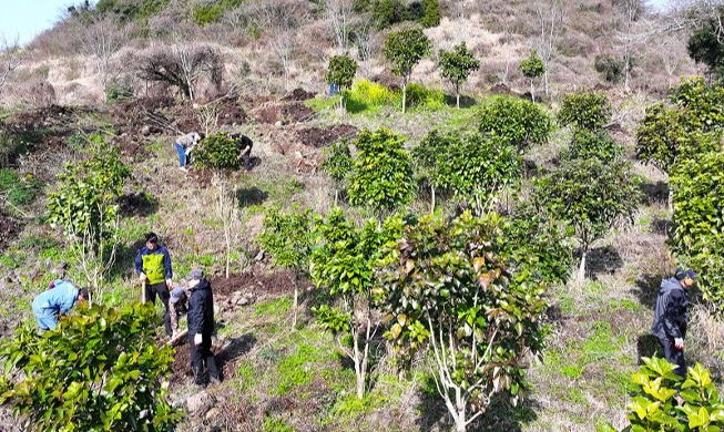 済州島で植樹