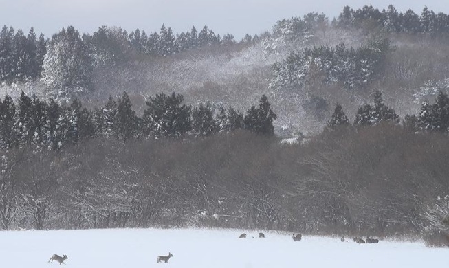 雪原を走るノロジカの群れ