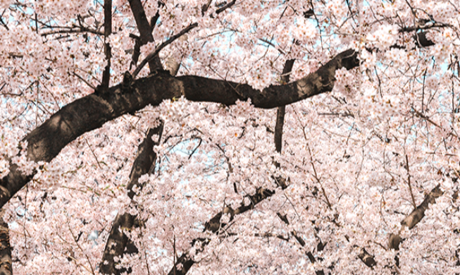 汝矣島の春の花祭り
