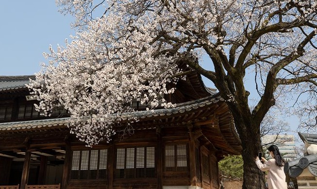 徳寿宮は花盛り