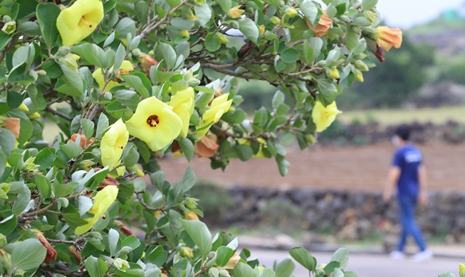 【写真で見る韓国】済州島に咲くハマボウ