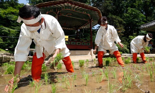 【写真で見る韓国】豊作を祈る田植え