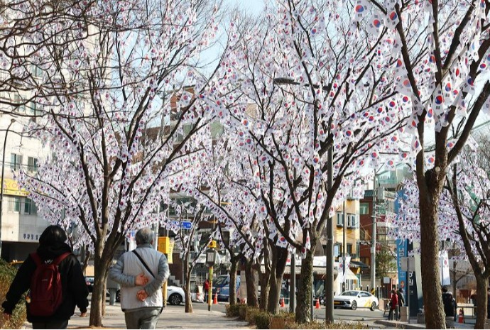 太極旗に染まる木々、３・１節を前に