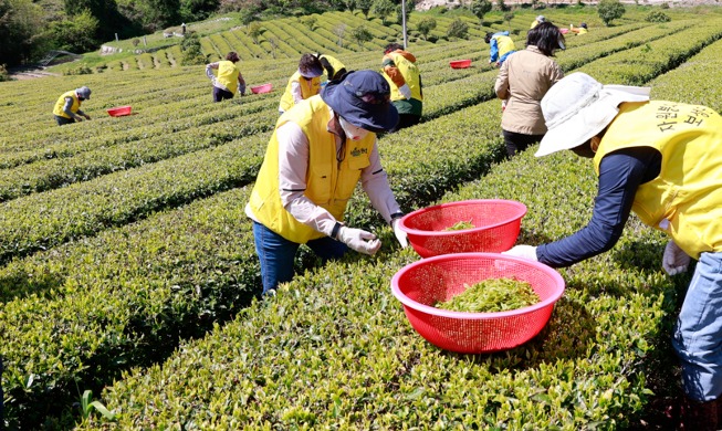 【写真で見る韓国】 緑茶の香りがあふれる韓国の「宝城」