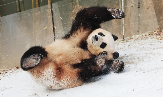 雪の上で遊ぶ「プーバオ」