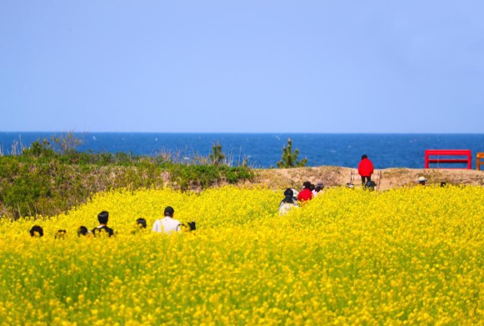青い海と黄色い菜の花