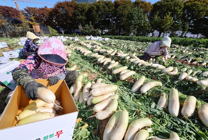 大根畑で収穫作業