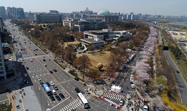 ３年ぶりの開放　汝矣島の桜並木道