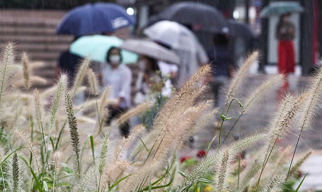 【写真で見る韓国】秋の訪れを知らせる雨